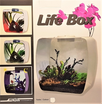 Lucky Reptile Life Box 30 x 30 cm weiss