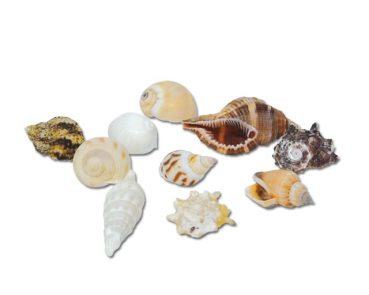 Hobby Sea Shells Set M Schneckenhäuser 10 Stk.