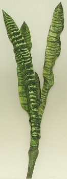 Sansevieria 63 cm